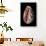 Cypraea Arabica-Paul Starosta-Photographic Print displayed on a wall