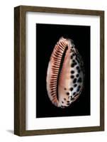 Cypraea Arabica-Paul Starosta-Framed Photographic Print