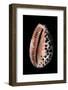 Cypraea Arabica-Paul Starosta-Framed Photographic Print