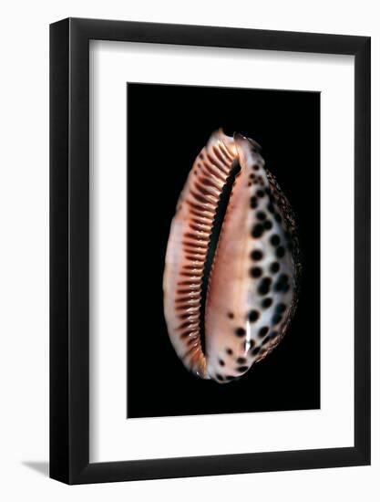 Cypraea Arabica-Paul Starosta-Framed Photographic Print