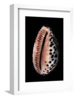 Cypraea Arabica-Paul Starosta-Framed Photographic Print