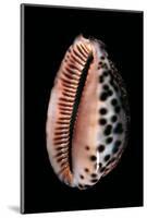 Cypraea Arabica-Paul Starosta-Mounted Photographic Print