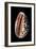 Cypraea Arabica-Paul Starosta-Framed Photographic Print