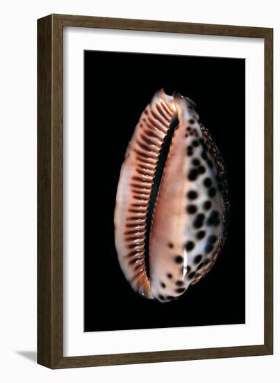 Cypraea Arabica-Paul Starosta-Framed Photographic Print