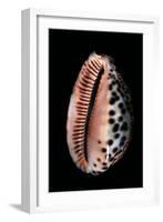 Cypraea Arabica-Paul Starosta-Framed Photographic Print