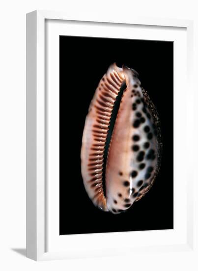 Cypraea Arabica-Paul Starosta-Framed Photographic Print