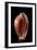 Cypraea Guttata-Paul Starosta-Framed Premium Photographic Print