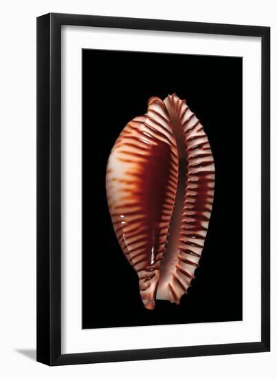 Cypraea Guttata-Paul Starosta-Framed Premium Photographic Print