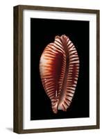 Cypraea Guttata-Paul Starosta-Framed Photographic Print