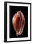 Cypraea Guttata-Paul Starosta-Framed Photographic Print