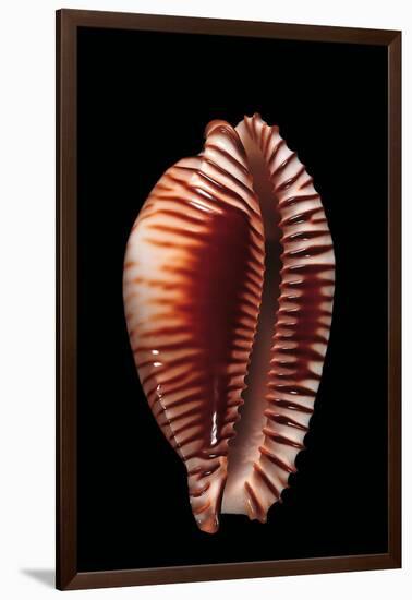 Cypraea Guttata-Paul Starosta-Framed Photographic Print