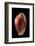 Cypraea Guttata-Paul Starosta-Framed Photographic Print