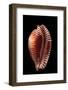 Cypraea Guttata-Paul Starosta-Framed Photographic Print