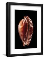 Cypraea Guttata-Paul Starosta-Framed Photographic Print