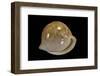 Cypraea Iutsui-Paul Starosta-Framed Photographic Print