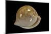 Cypraea Iutsui-Paul Starosta-Mounted Photographic Print