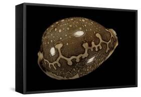 Cypraea Mappa-Paul Starosta-Framed Stretched Canvas