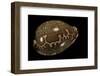 Cypraea Mappa-Paul Starosta-Framed Photographic Print