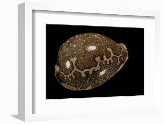 Cypraea Mappa-Paul Starosta-Framed Photographic Print