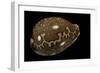 Cypraea Mappa-Paul Starosta-Framed Photographic Print