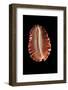 Cypraea Marginata-Paul Starosta-Framed Photographic Print