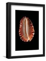 Cypraea Marginata-Paul Starosta-Framed Photographic Print