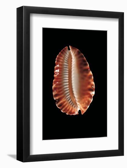 Cypraea Marginata-Paul Starosta-Framed Photographic Print