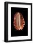 Cypraea Marginata-Paul Starosta-Framed Photographic Print