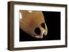 Cypraea Pulchra-Paul Starosta-Framed Photographic Print