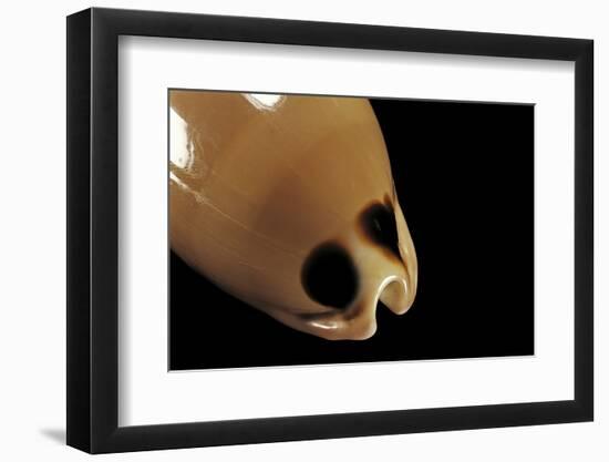 Cypraea Pulchra-Paul Starosta-Framed Photographic Print