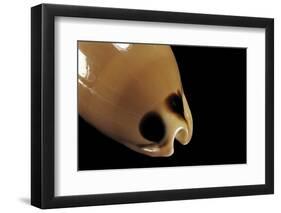 Cypraea Pulchra-Paul Starosta-Framed Photographic Print