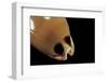 Cypraea Pulchra-Paul Starosta-Framed Photographic Print