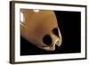 Cypraea Pulchra-Paul Starosta-Framed Photographic Print