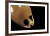 Cypraea Pulchra-Paul Starosta-Framed Photographic Print