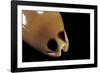 Cypraea Pulchra-Paul Starosta-Framed Photographic Print