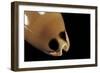 Cypraea Pulchra-Paul Starosta-Framed Photographic Print