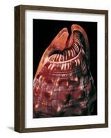 Cypraecassis Rufa-Paul Starosta-Framed Photographic Print