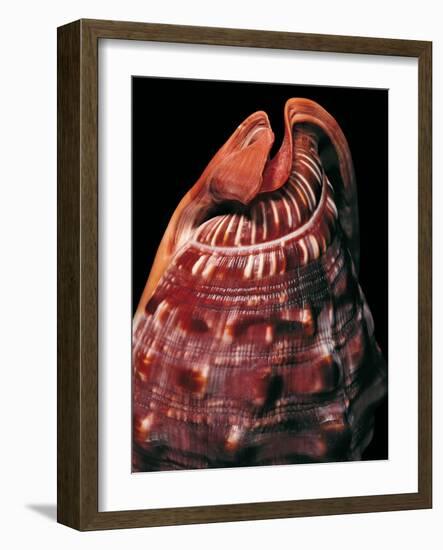 Cypraecassis Rufa-Paul Starosta-Framed Photographic Print