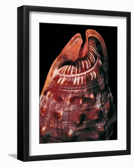 Cypraecassis Rufa-Paul Starosta-Framed Photographic Print