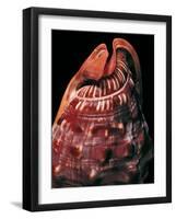 Cypraecassis Rufa-Paul Starosta-Framed Photographic Print