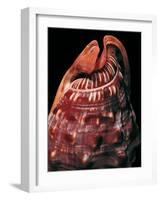 Cypraecassis Rufa-Paul Starosta-Framed Photographic Print