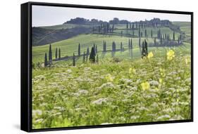 Cypress Alley and Meadow with Flowers-Markus Lange-Framed Stretched Canvas