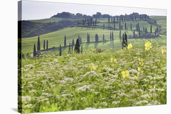 Cypress Alley and Meadow with Flowers-Markus Lange-Stretched Canvas