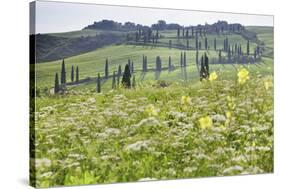 Cypress Alley and Meadow with Flowers-Markus Lange-Stretched Canvas