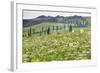 Cypress Alley and Meadow with Flowers-Markus Lange-Framed Photographic Print