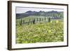 Cypress Alley and Meadow with Flowers-Markus Lange-Framed Photographic Print