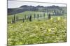 Cypress Alley and Meadow with Flowers-Markus Lange-Mounted Photographic Print