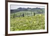 Cypress Alley and Meadow with Flowers-Markus Lange-Framed Photographic Print