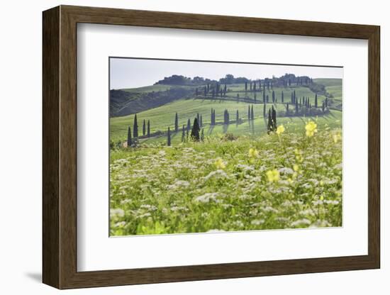 Cypress Alley and Meadow with Flowers-Markus Lange-Framed Photographic Print