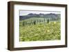 Cypress Alley and Meadow with Flowers-Markus Lange-Framed Photographic Print